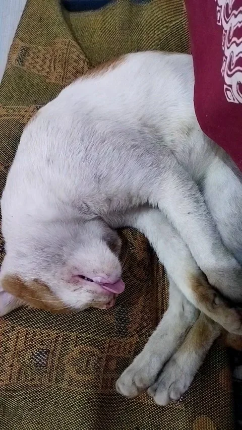 The Tongue Movement When a Cat Sleep Zoom In Stock Footage 326145073