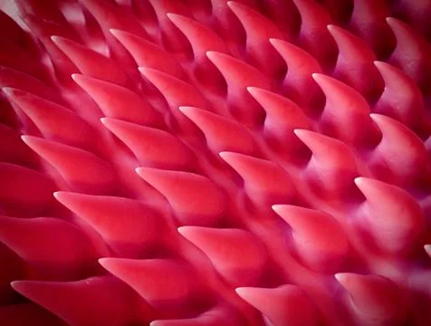 Tongue surface Stock Illustration