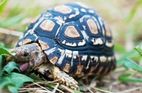 Tongue of turtle Stock Photos