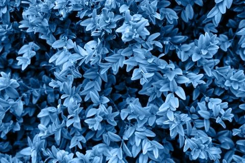Toning in blue color of the year 2020 leaves Stock Illustration