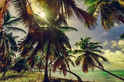 Toning palm tree sky background Caribbean Dominican Republic Stock Photos