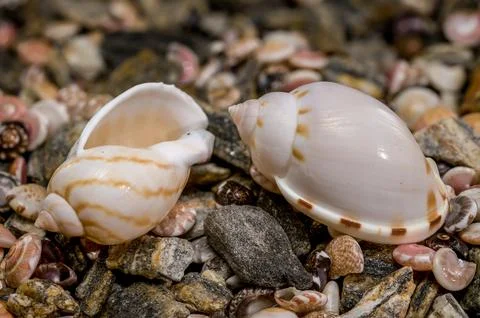Tonna Dolium Shell On Multi Colored Sea Pebbles and Shells 写真素材