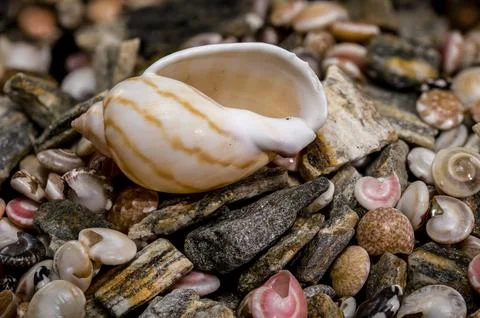 Tonna Dolium Shell On Multi Colored Sea Pebbles and Shells Stock Photos