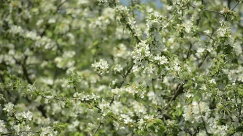 Tons of Apple tree flowers on Spring Stock Footage 63613852