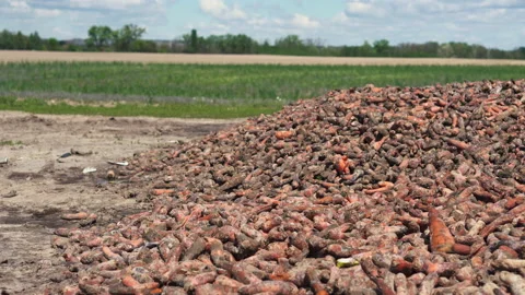 Tons of discarded carrots rot outside Stock Footage 130828037