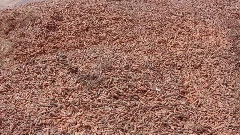 Tons of discarded carrots rot outside Video stock 130828123