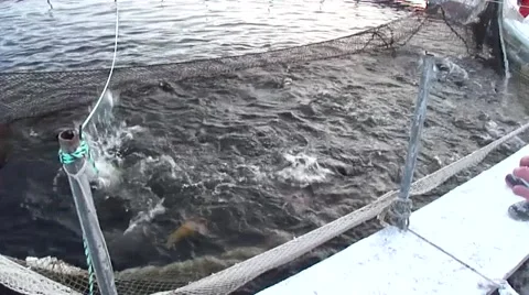 Tons of fish. Video stock 55915761