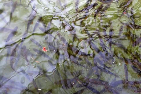 Tons of Fish Stock Photos