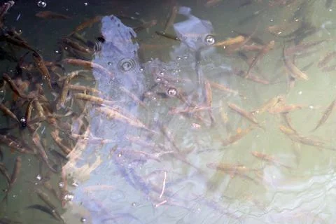 Tons of Fish Stock Photos
