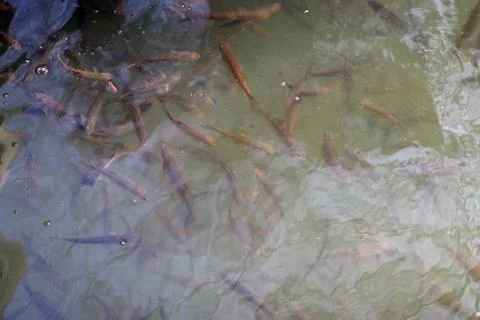 Tons of Fish Stock Photos