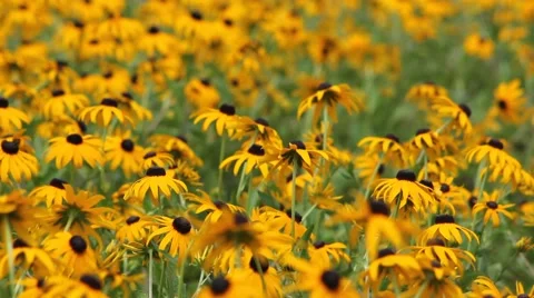 Tons of Yellow Daises 스톡 동영상 52757968