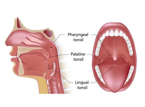 Tonsils anatomy Stock Illustration