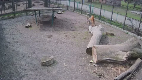 Too big tigers playing with each other in the cage Stock Footage 151965379