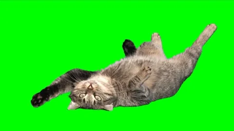 Too funny satisfied cat Stock Footage 11678137