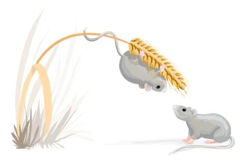 Too heavy mouse has some problems with the corn. It needs a diet! Stock Illustration