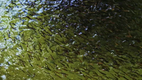 Too Many Floating Fish School in the Lake Stock Footage 252153875