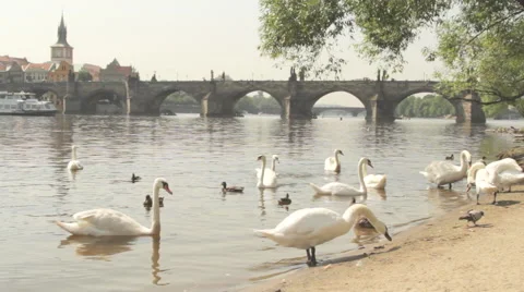 Too many Swans in Prague Vídeos de archivo 58780696