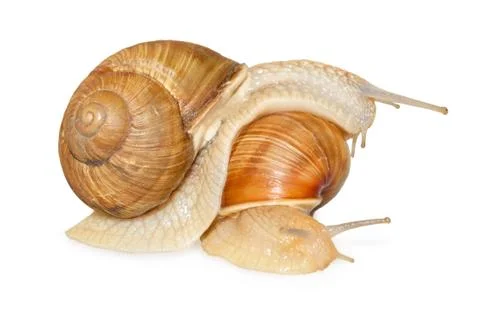 Too snail Fotos de archivo