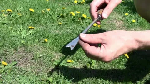 Tool for picking of weeds Stock Footage 24696442