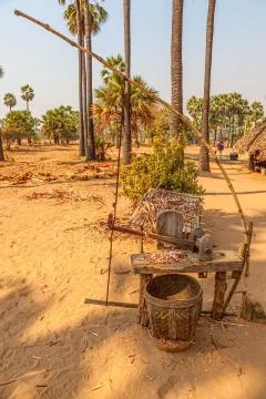 Tool for shredding sugar cane Stock-Fotos