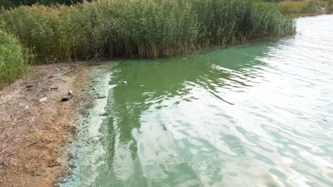 Toolo green water Stock Footage 244243039