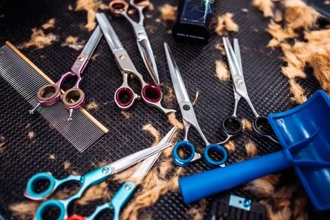 Tools of the master groomer. Workplace after dog haircut. Stock Photos