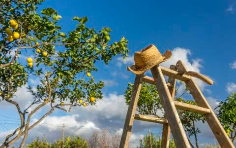 Tools for pruning branches Stock Photos