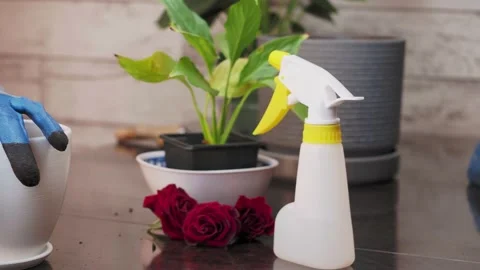Tools for replant flowers on a table Stock Footage 173568670