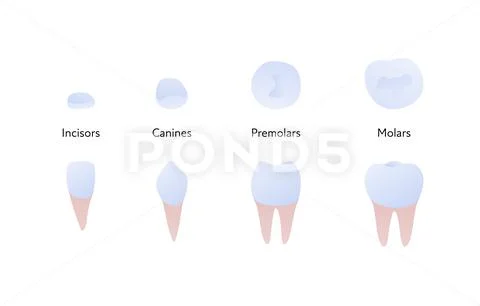 Tooth anatomy chart. Incisor, canine, molar, premolar color icon ...