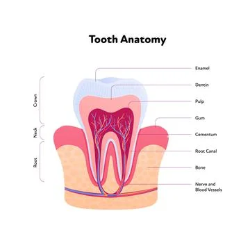 Tooth anatomy chart. Vector biomedical illustration. Cross section with text Stock Illustration