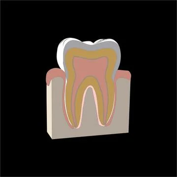 Tooth Anatomy Cross Section 3D Illustration Stock Illustration