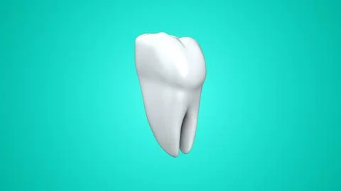 Tooth Anatomy Cross Section with Enamel and Dentin Structure Stock Illustration