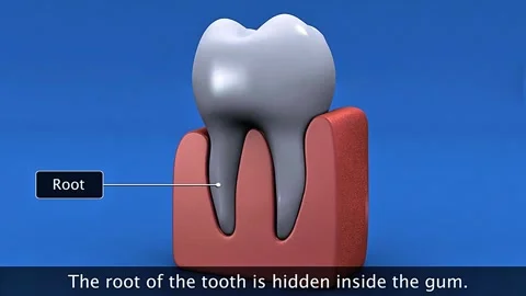 Tooth anatomy Stock Footage 322539193