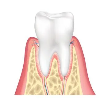 Tooth anatomy. Healthy teeth structure. Illustrazione stock