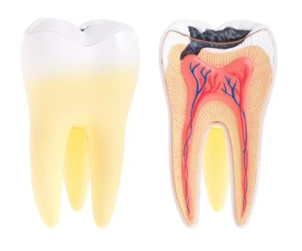 Tooth anatomy Stock-Illustration