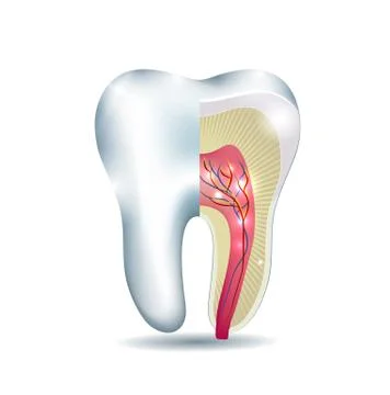 Tooth anatomy Stock Illustration