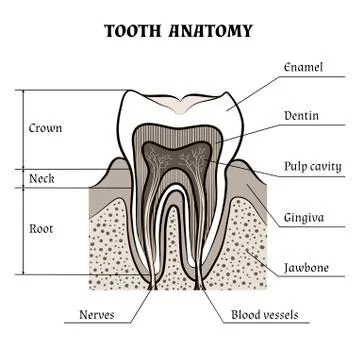 Tooth anatomy Stock Illustration