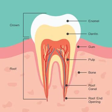 Tooth anatomy Stock Illustration