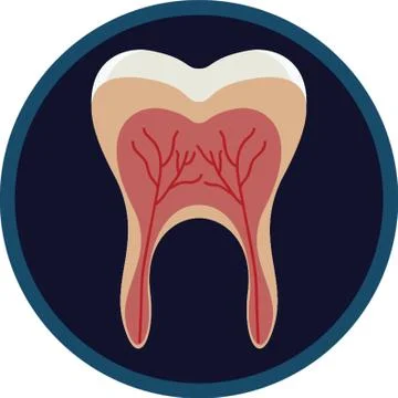 Tooth Anatomy Stock-Illustration