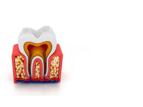 Tooth anatomy Stock Illustration