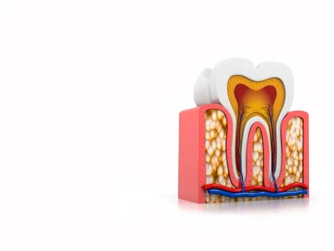 Tooth anatomy Stock Illustration