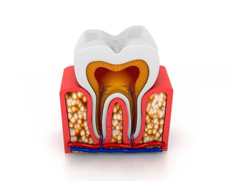 Tooth anatomy Stock Illustration