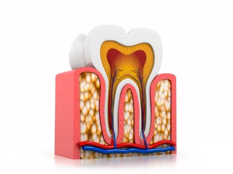Tooth anatomy Stock Illustration