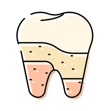 Tooth anatomy showing cross section and dental layers Stock Illustration