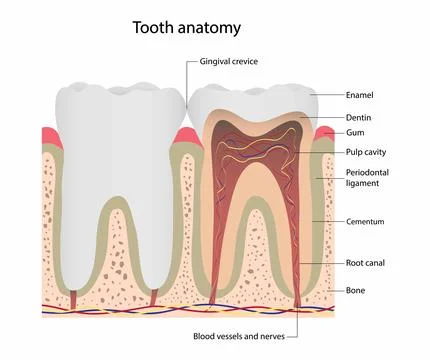 Tooth anatomy, The structure of teeth Ilustración de archivo