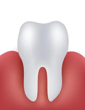 Tooth and gingiva of human . Digestive system . Realistic design . Isolated.. 스톡 일러스트