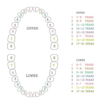 Tooth chart, first teeth Stock Illustration