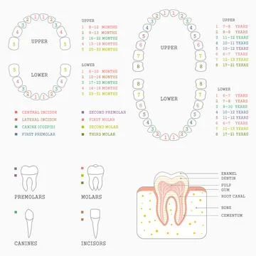 Tooth chart, human teeth Stock Illustration