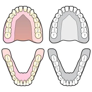 Tooth chart Stock Illustration