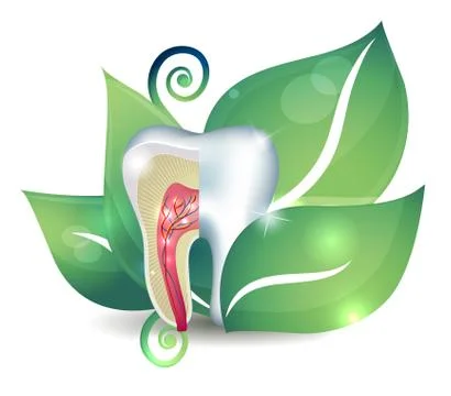 Tooth cross section and leaf Stock Illustration